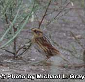 foto av Nelson 's Sharp-tailed Sparrow, Copyright Michael L. Gray
