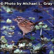 foto av Swamp Sparrow, Copyright Michael L. grå