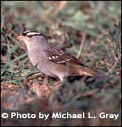 Foto di Bianco-incoronato sparrow, Copyright Michael L. Grigio