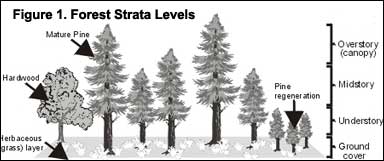 Figure 1. Forest Strata Levels