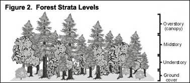 Figure 2. Forest Strata Levels