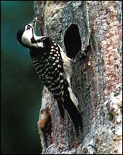 Close-up of Red-cockaded Woodpecker