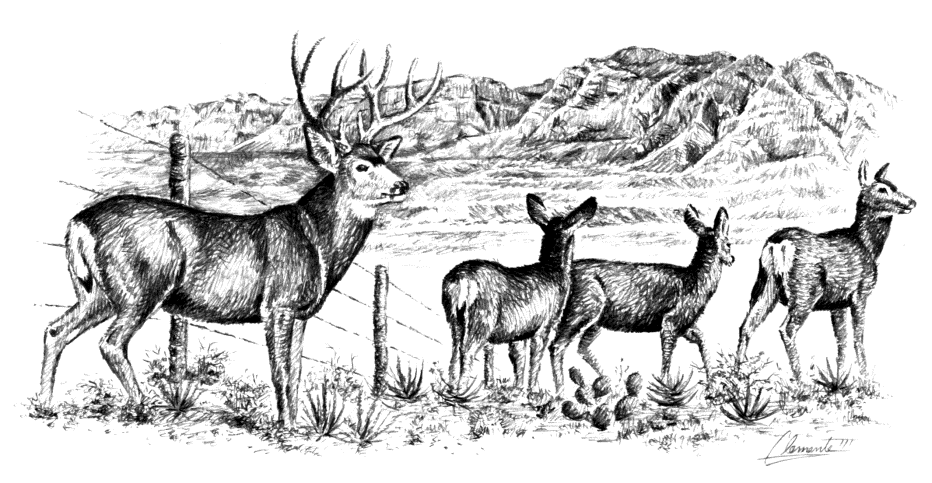 drawing of deer