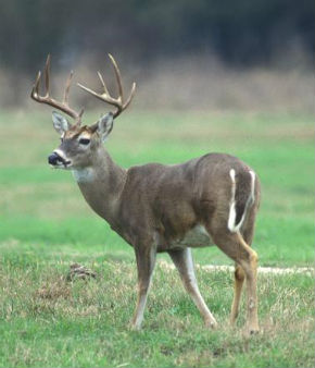 TPWD: Chronic Wasting Disease (CWD) Facts