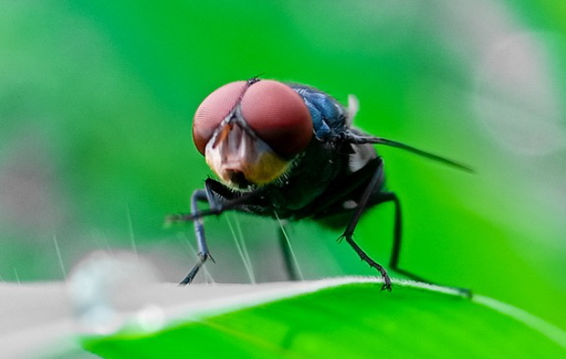 Screwworm