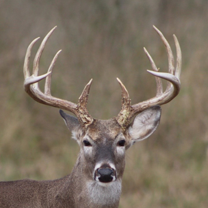 Headshot of White-tailed Deer