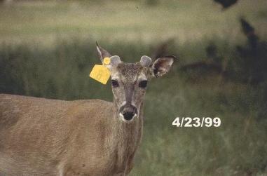 how long does it take to process a deer