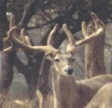 Photo of Brood Buck