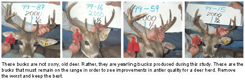 Yearling Bucks in 'Stress Study'