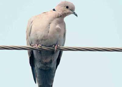 Picture of Eurasian Collared Dove
