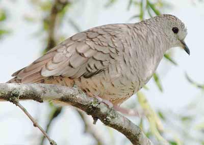 Picture of Inca Dove