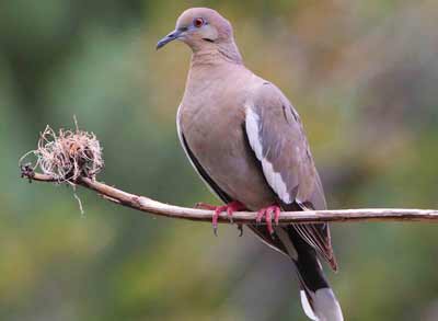 Picture of White-winged Dove.