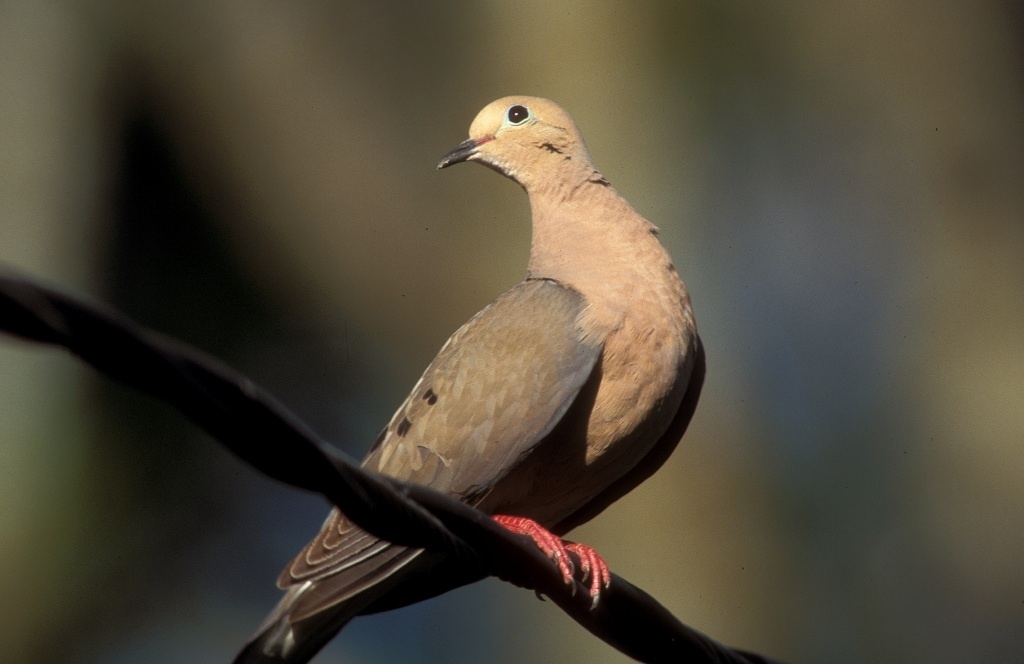morning dove