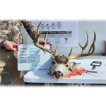 4.5-year-old mule deer buck harvested in Terrell County
