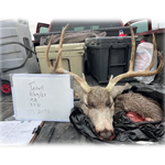 Mule deer buck harvested in Terrell County
