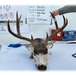 mule deer buck harvested in Terrell County