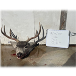 4.5-year-old mule deer buck harvested in Terrell County