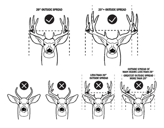 Mule deer antler spread illustration.