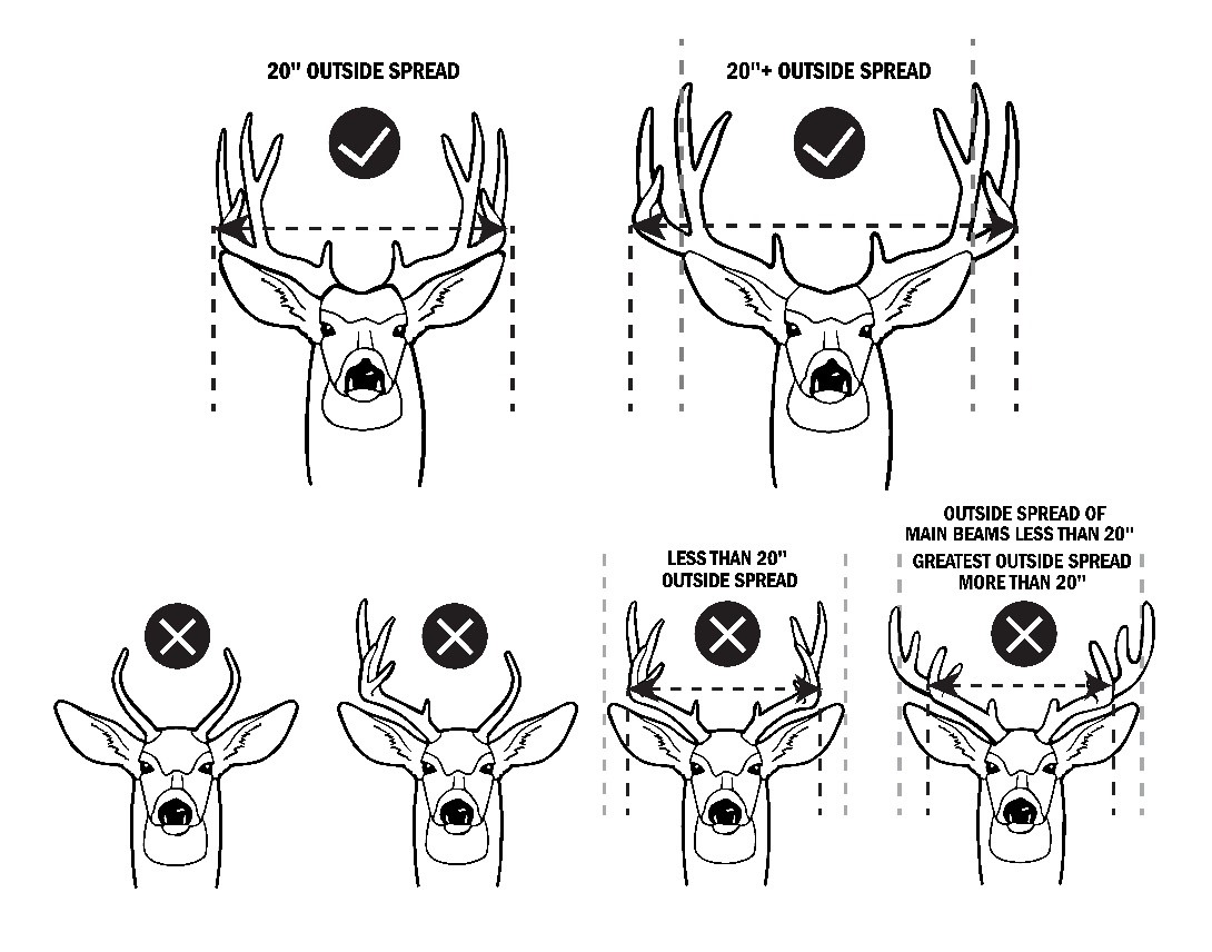 whitetail deer antler diagram