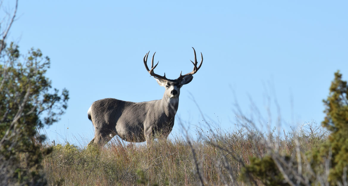 mature mule deer buck