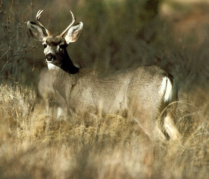 young mule deer buck