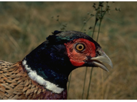 Close up photo of a Ring-necked pheasant head. TPWD.