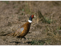 Photo of a Ring-necked pheasant walking. TPWD.