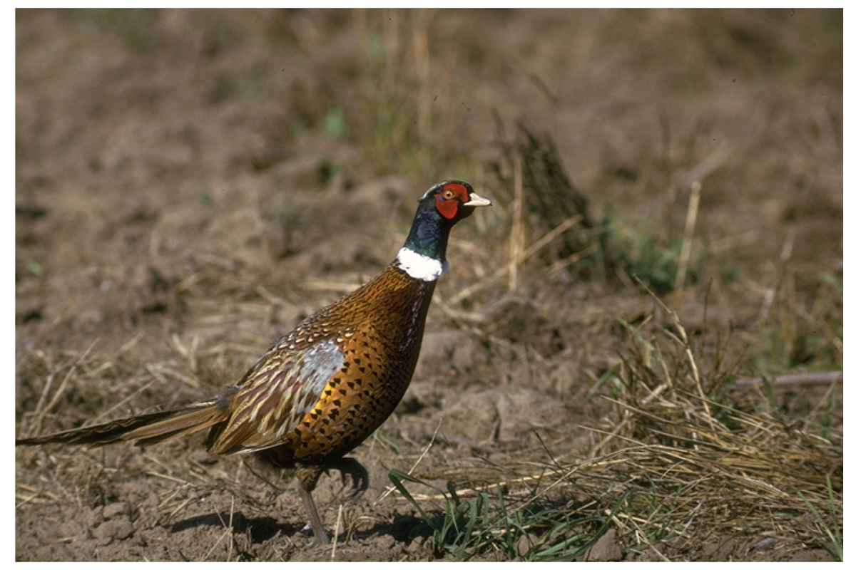 Pheasant, Game know-how