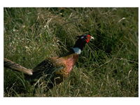 Photo of a Ring-necked pheasant ready to run. TPWD.