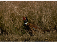 Photo of a Ring-necked pheasant in grass. TPWD.