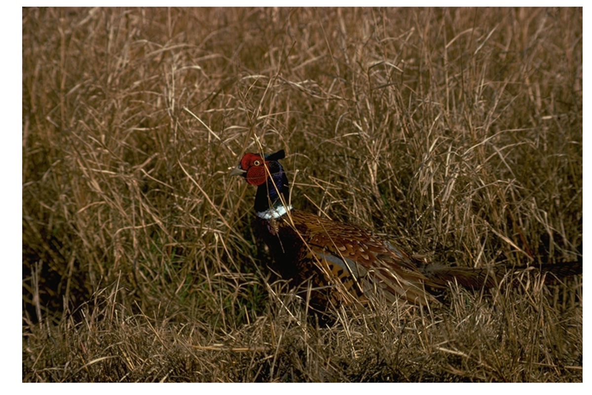 Pheasant in Texas TPWD Game Management