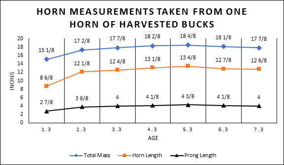 horn measurements taken from harvested bucks chart