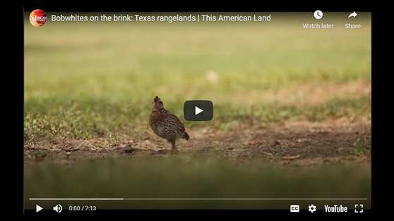 Bobwhites on the brink: Texas rangelands video
