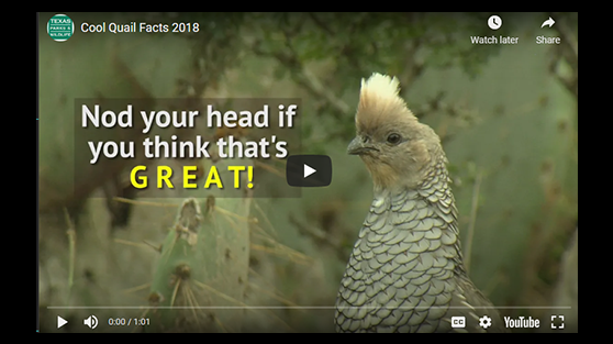 Cool quail facts video
