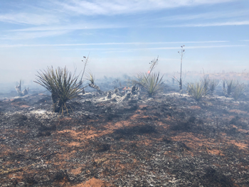 photo of land managed by fire.