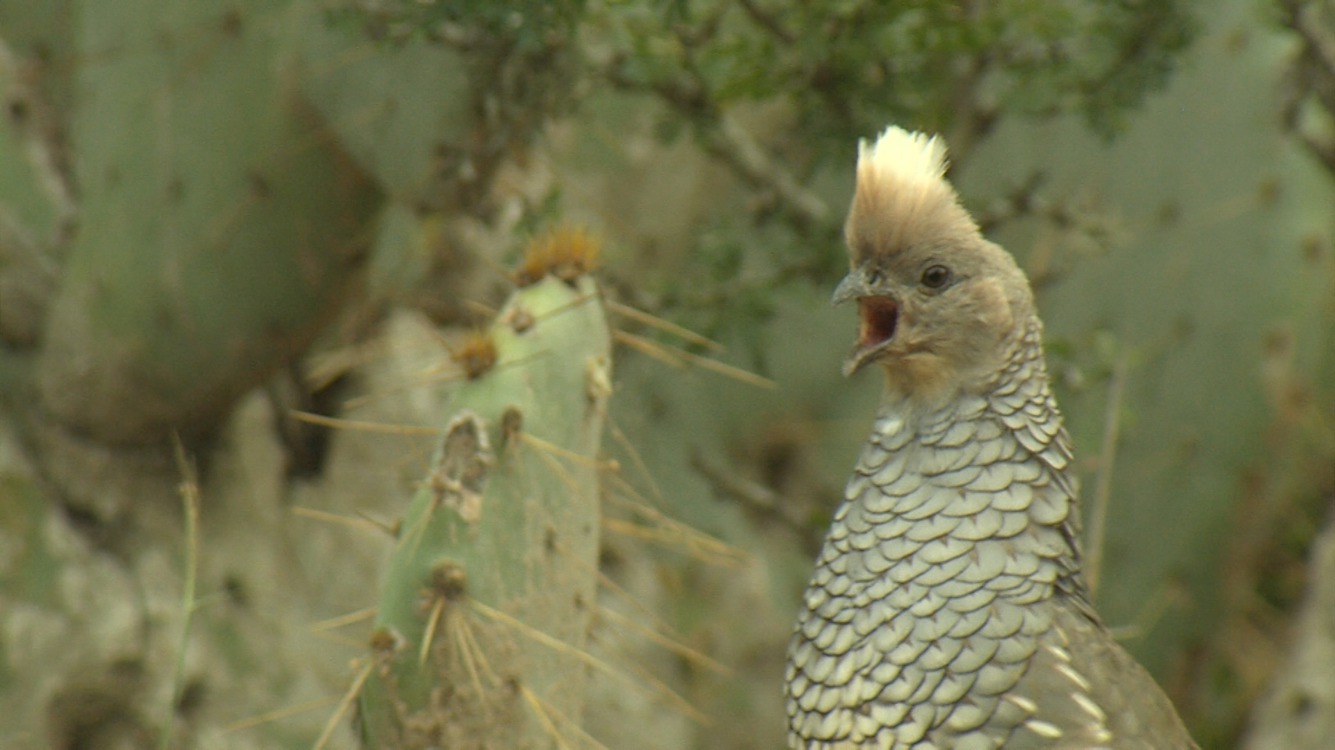 Scaled Quail Calling