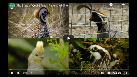 The State of Quail video
