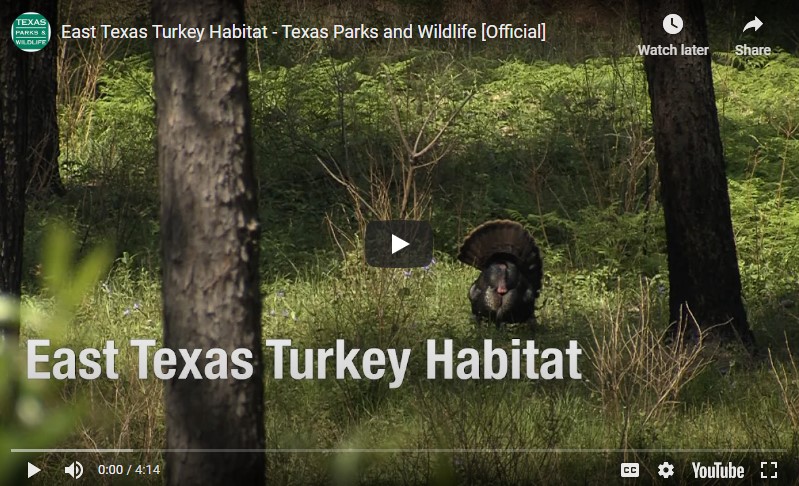 East Texas turkey habitat