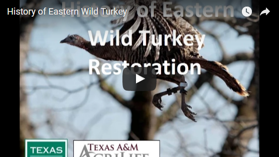 Wild Turkey Restoration Histoy