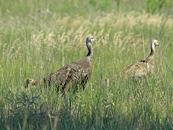 photo of turkey hen and pults in habitat.