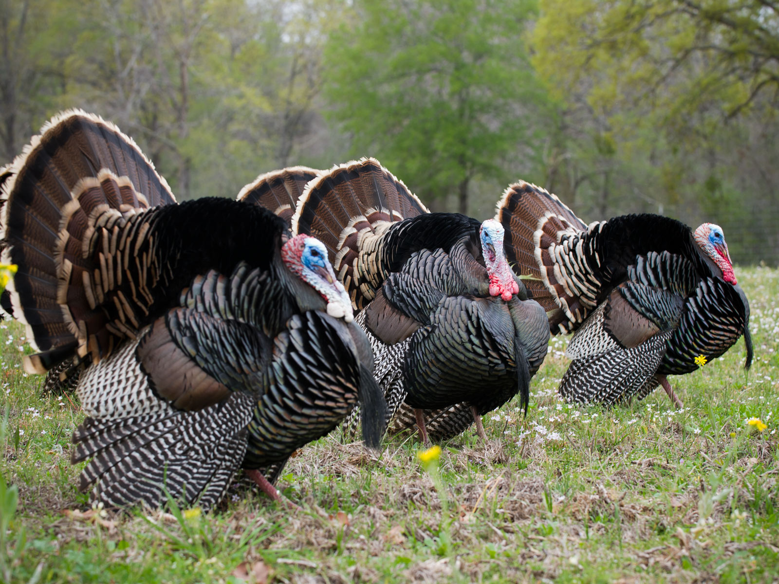 spring turkey hunting wallpaper