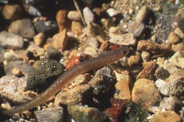 Picture of San Marcos Salamander