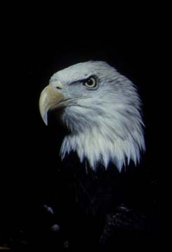 Fotografía del águila calva