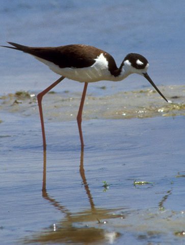 black necked stilts