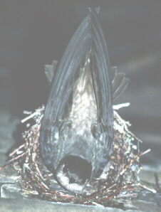 Photograph of the Chimney Swift