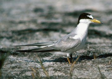 Interior Least Tern Sterna Antillarum Athalassos