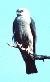 Photograph of the Mississippi Kite
