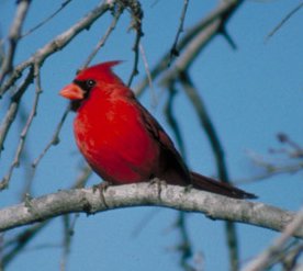 A Cardinal That's Half Male, Half Female