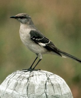 Northern Mockingbird Mimus polyglottos 