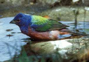 Picture of Painted Bunting